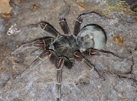 Theraphosa Blondi AF