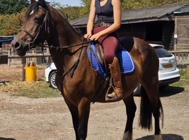 Happy hack/family mare