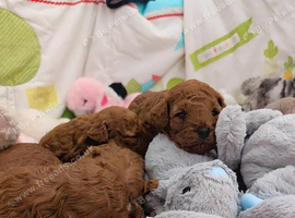 Beautiful Red Cavapoo Puppies