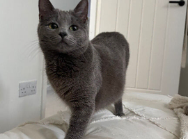Beautiful Russian blue female