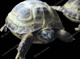 Herman tortoise and set up