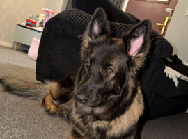 Hi my looking for a stud for my 3year old girl