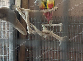 Conures for sale