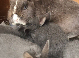 Mini lop x netherland dwarf rabbits ready now