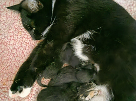 KITTENS FOR SALE
