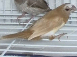 Bengalese finch for sale