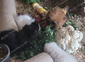 5 baby female guinea pigs