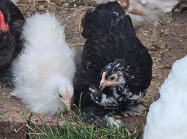 Pekin Bantam Pullets