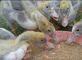 5 six week old Lavender Muscovy ducklings
