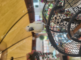 Cockatoo