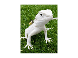 BEARDED DRAGONS