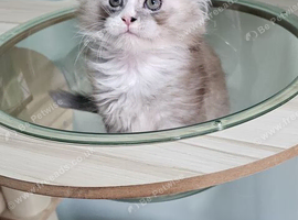 Stunning Blue silver Classic Tabby Mainecoon