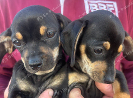 DAUSCHOUNDS PUPPIES READY NOW LAST GIRL