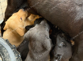 Labrador puppy