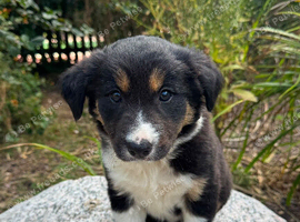 Beautiful Collie Puppies for Sale