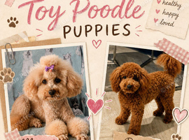 Toy poodle waiting list