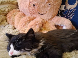 Two fluffy male kittens looking for loving homes