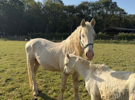 Stallion for sale