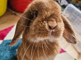 Gorgeous little boy