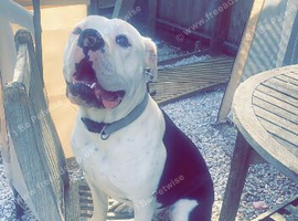 Dorset old Tyme bulldog. Free to good home only