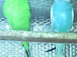Beautiful & Healthy Budgies for Sale