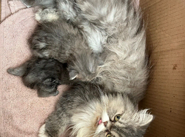 Beautiful Grey Persians