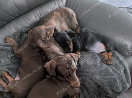 Miniature dachshund puppies