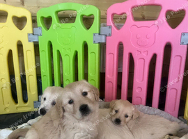 Stunning golden retriever puppies