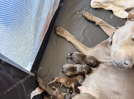 Staffie puppy&rsquo;s