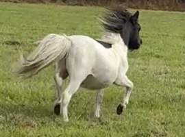 Halstock Spike miniature Gelding