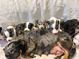 Jack Russell Puppys, HURRY x3 LEFT, Quality Bloodlines