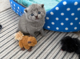 Scottish fold kittens