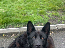 DDR Line German Shepherd
