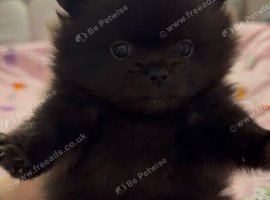 Teddy bear double coat fluffy Pom