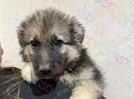 Reduced to sell kc reg long coat German shepherd pups