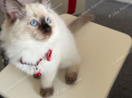 Ragdoll kitten for sale
