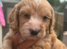 F1 cockapoo puppies