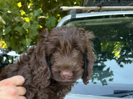 Cockapoo looking for lifelong home