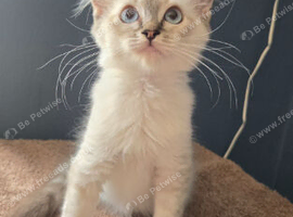 3 stunning ragdoll kittens left