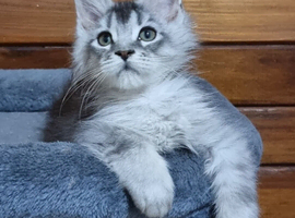 Pedigree Maine Coon Kittens for sale
