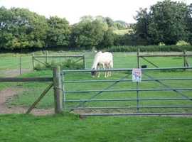 Wanted paddock / stables / livery yard etc