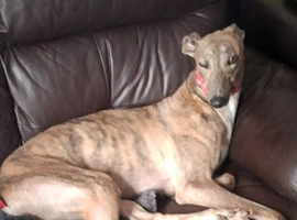 Male greyhound
