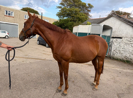 Stunning gelding