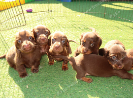 Dachshund chocolate and tan puppies