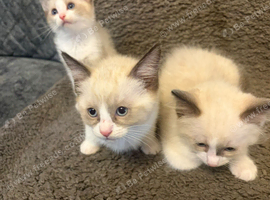 SNOWSHOE - kittens (ragdoll)