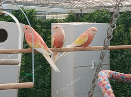 2 bourke parakeets