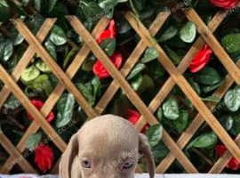 1 MALE, 1 FEMALE SOLID COLOUR MINI DAXIS KC REG