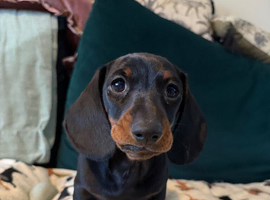 Male Black and Tan Dachshund