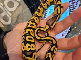 Beautiful ball python