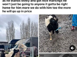 Shetland